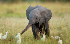BabyElephant1920x12008-23-2011 12_55_36 PM Bing Desktop